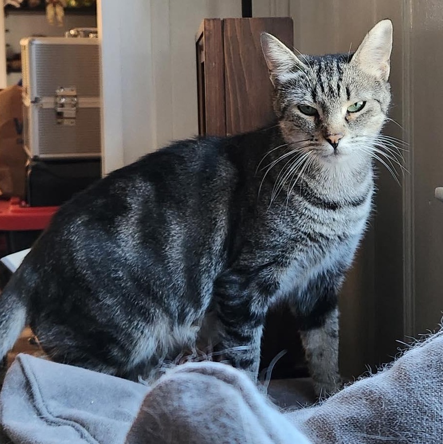 Enlarge Pepper, a Adoptable Domestic Short Hair in Stamford, CT image 2/6