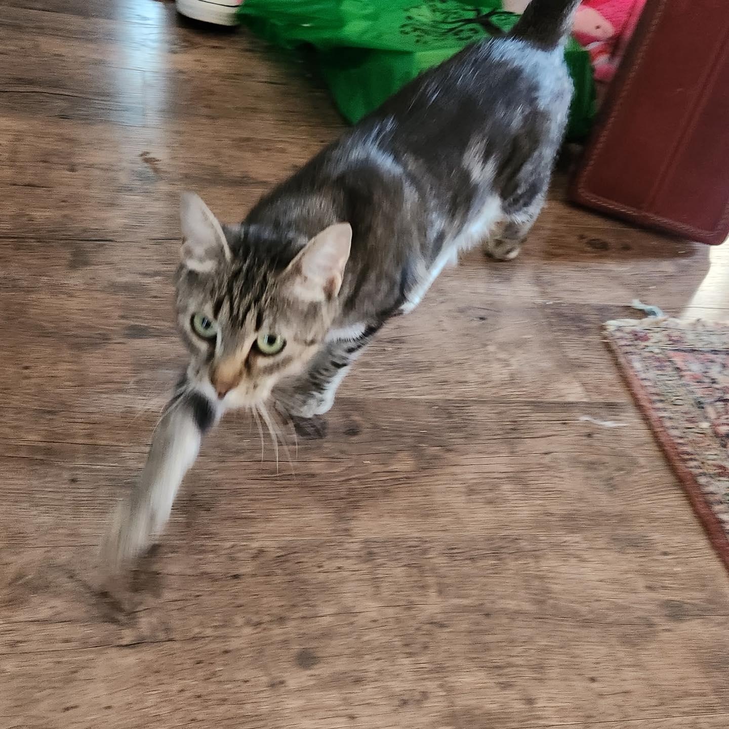 Enlarge Pepper, a Adoptable Domestic Short Hair in Stamford, CT image 3/6