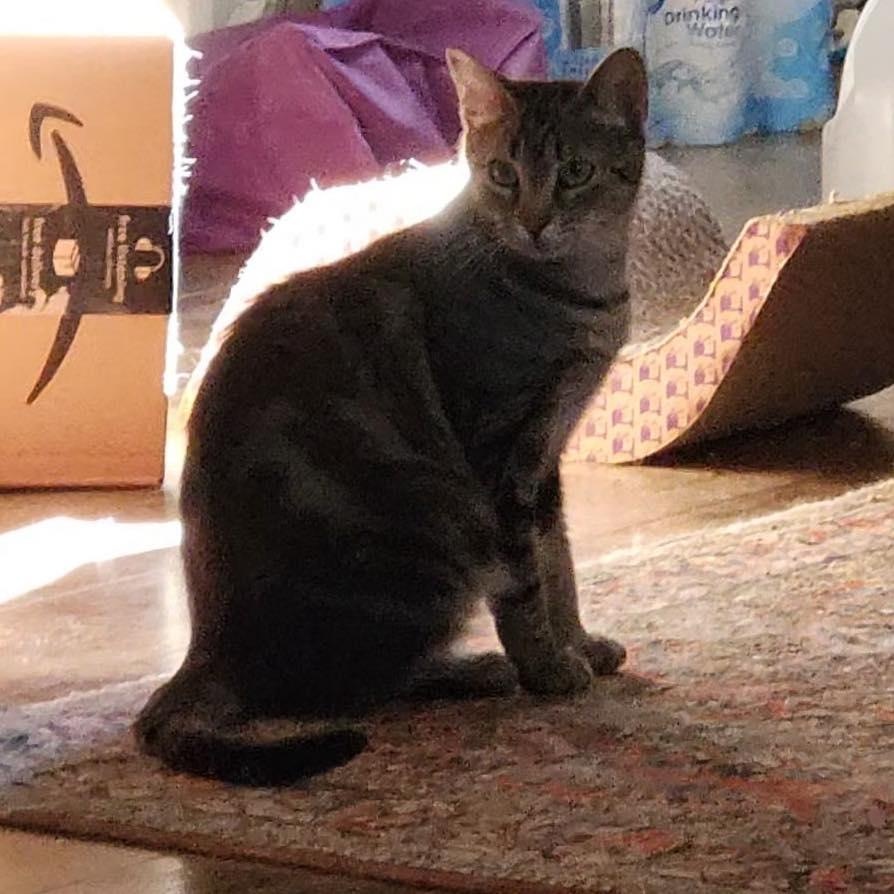 Enlarge Pepper, a Adoptable Domestic Short Hair in Stamford, CT image 4/6