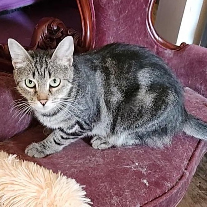 Enlarge Pepper, a Adoptable Domestic Short Hair in Stamford, CT image 5/6