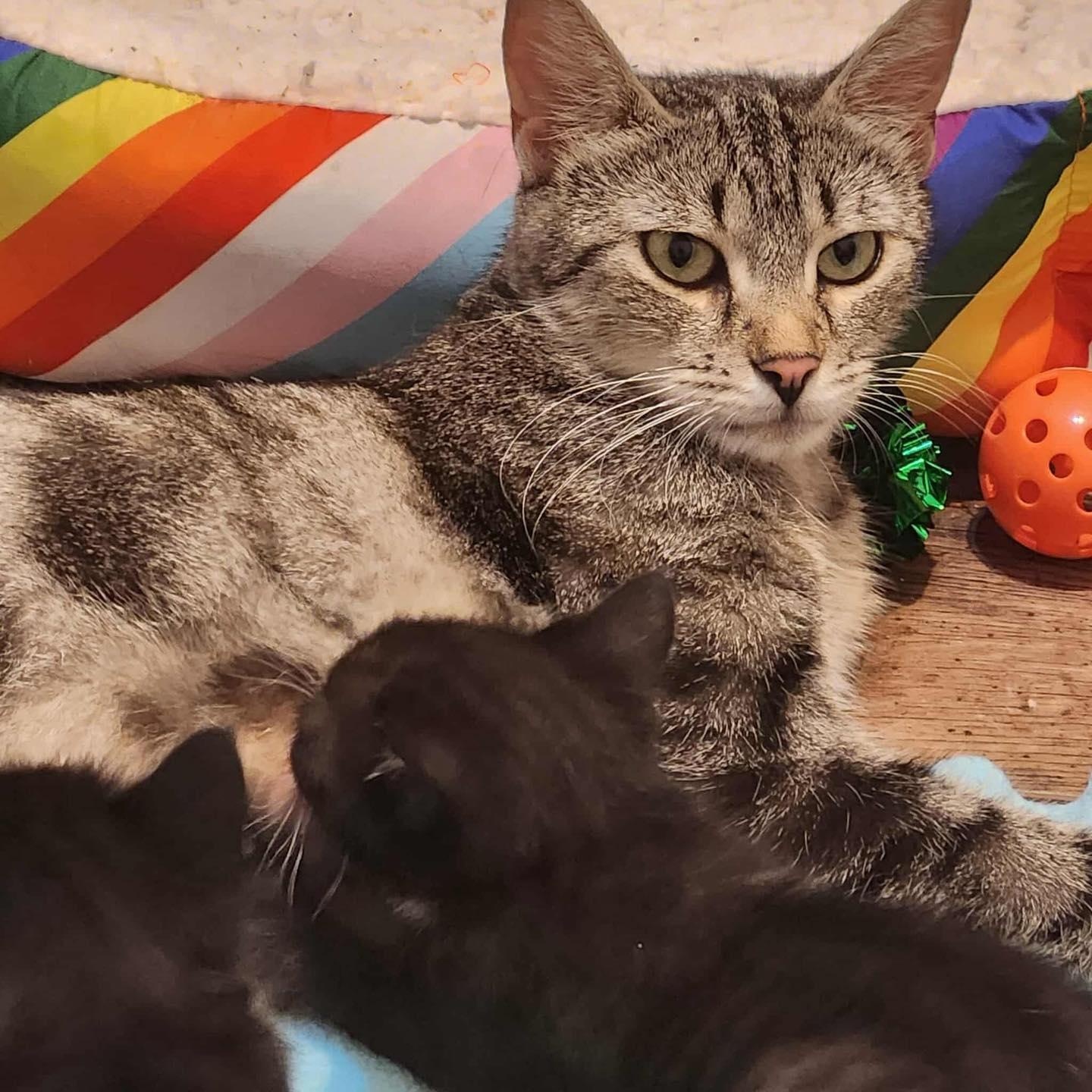 Enlarge Pepper, a Adoptable Domestic Short Hair in Stamford, CT image 6/6