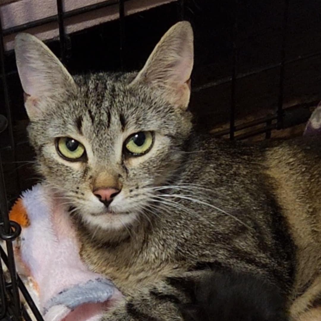 Enlarge Pepper, a Adoptable Domestic Short Hair in Stamford, CT image 1/6