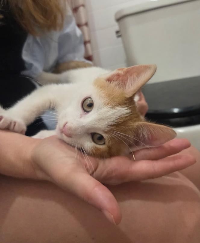 Enlarge Folk, a Adoptable Domestic Short Hair in Brooklyn, NY image 2/5