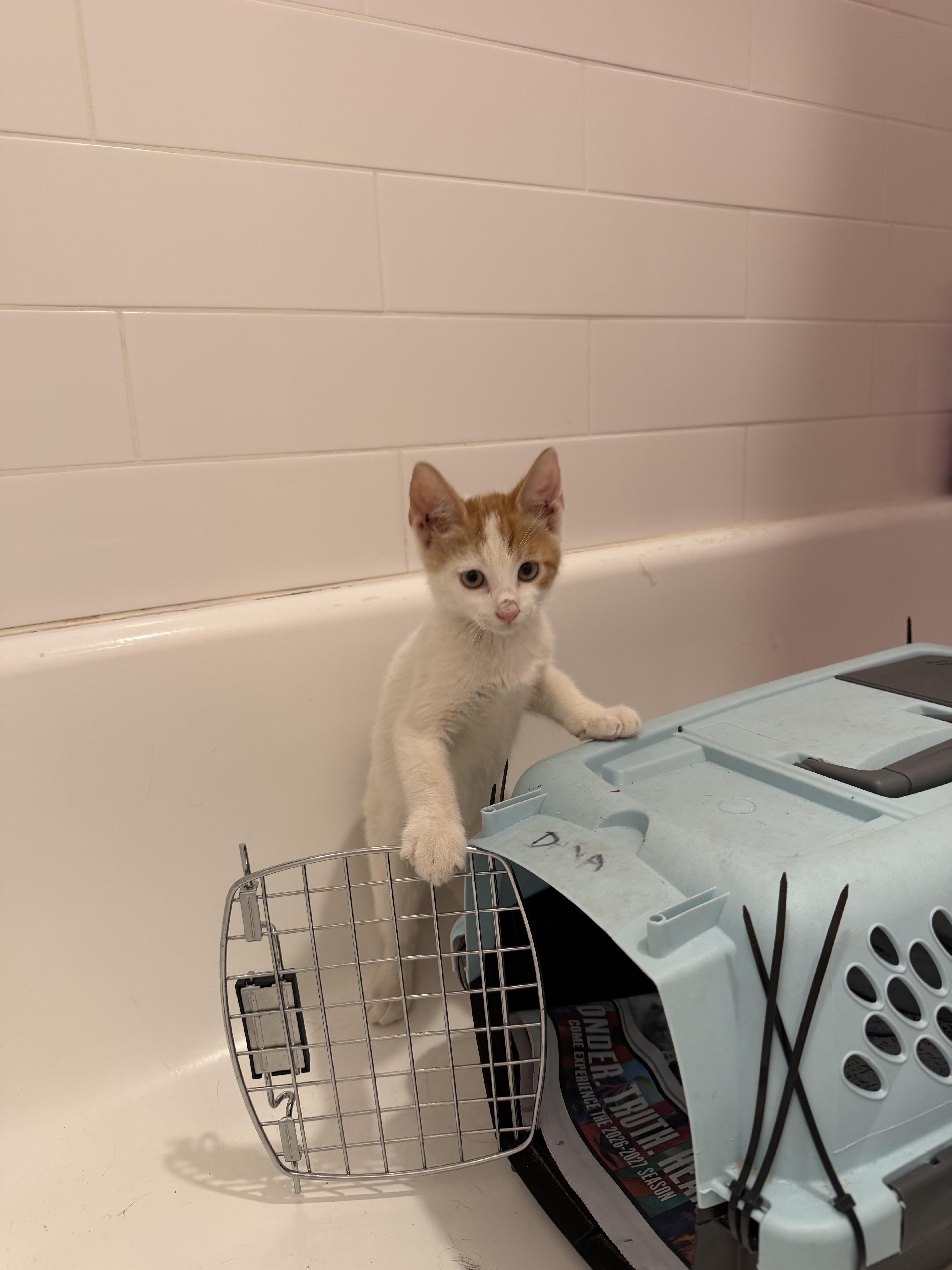 Enlarge Folk, a Adoptable Domestic Short Hair in Brooklyn, NY image 5/5