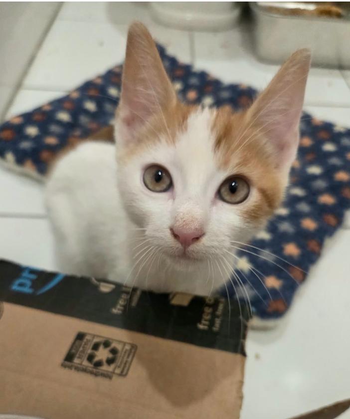 Folk, Adoptable, Kitten Male Domestic Short Hair.