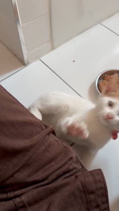 Enlarge Folk, a Adoptable Domestic Short Hair in Brooklyn, NY video 4/5