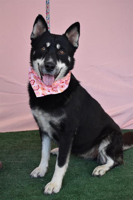 LAVA CAKE, Adoptable, Adult Female Siberian Husky & German Shepherd Dog.