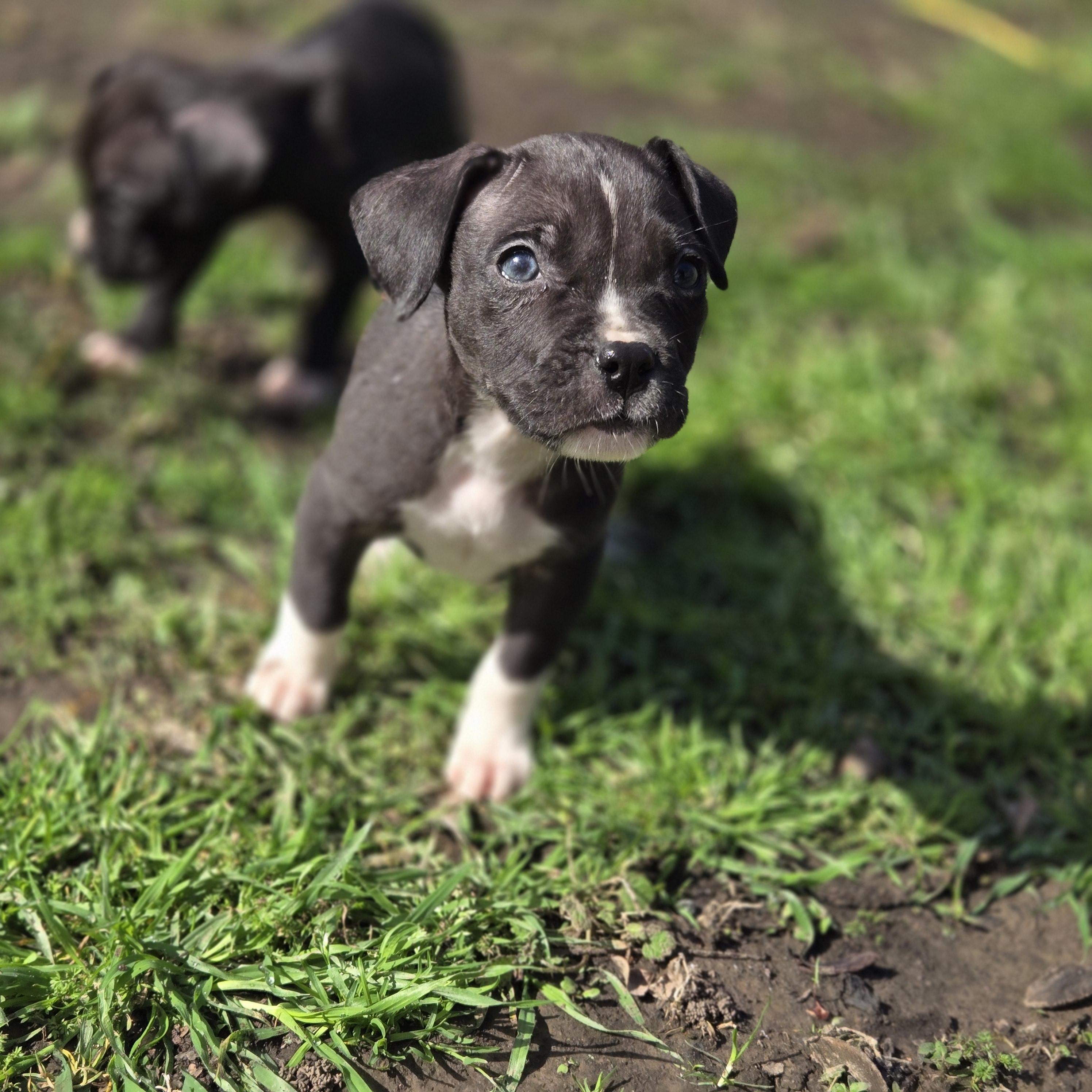 Enlarge Meg, a Adoptable Pit Bull Terrier in Mansfield, TX image 2/4
