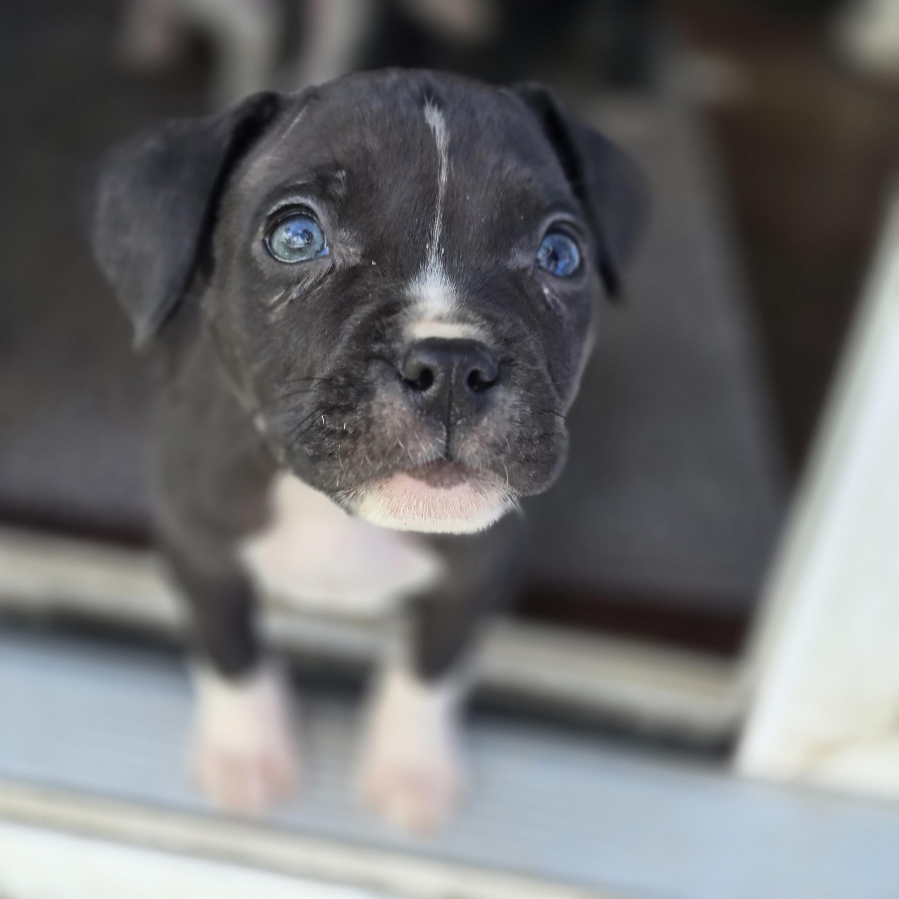 Enlarge Meg, a Adoptable Pit Bull Terrier in Mansfield, TX image 4/4