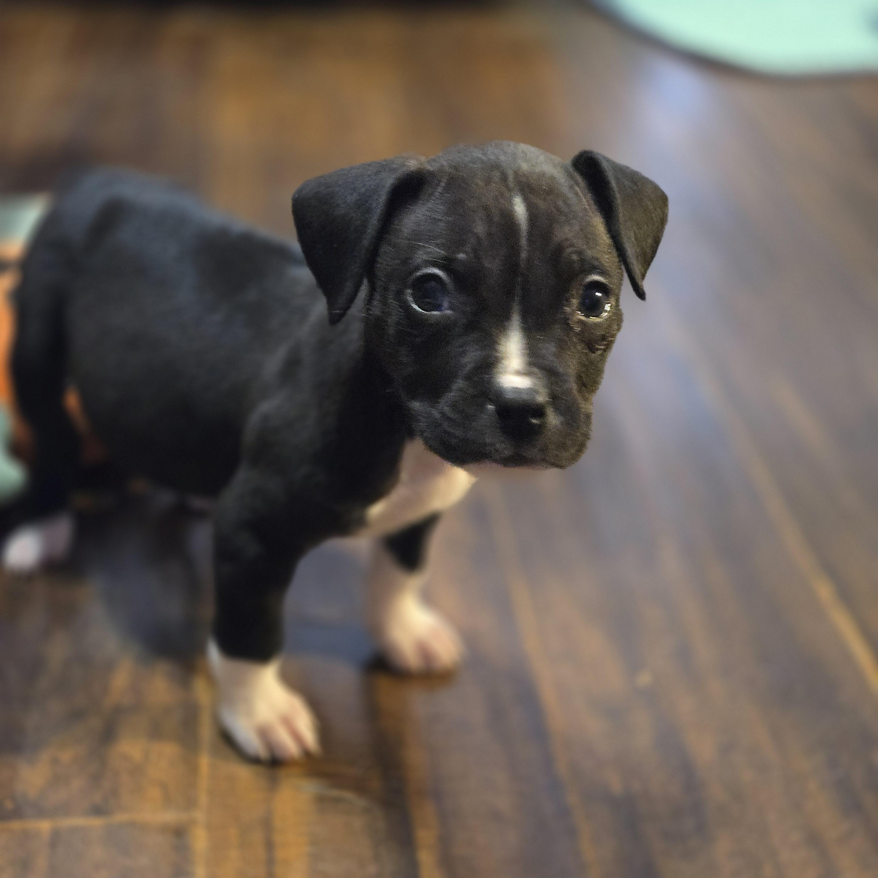 Enlarge Meg, a Adoptable Pit Bull Terrier in Mansfield, TX image 3/4