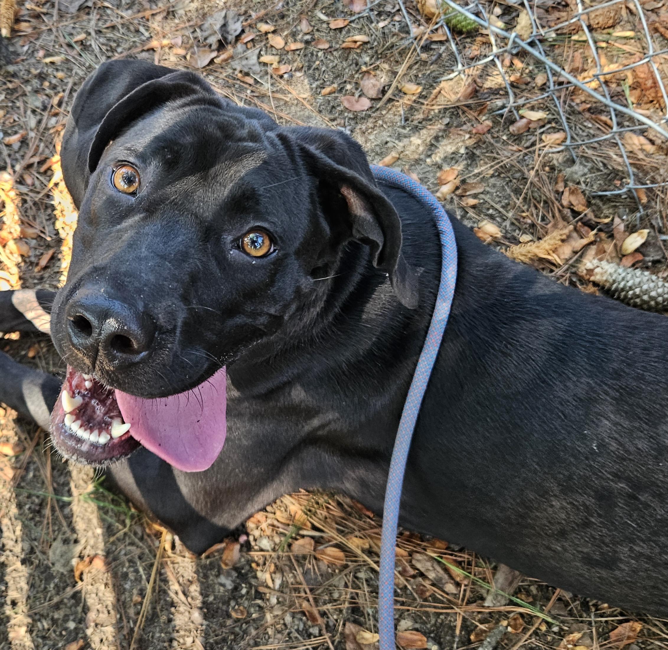 Enlarge RINA, a ADOPTABLE mixed breed in Heathsville, VA image 3/4