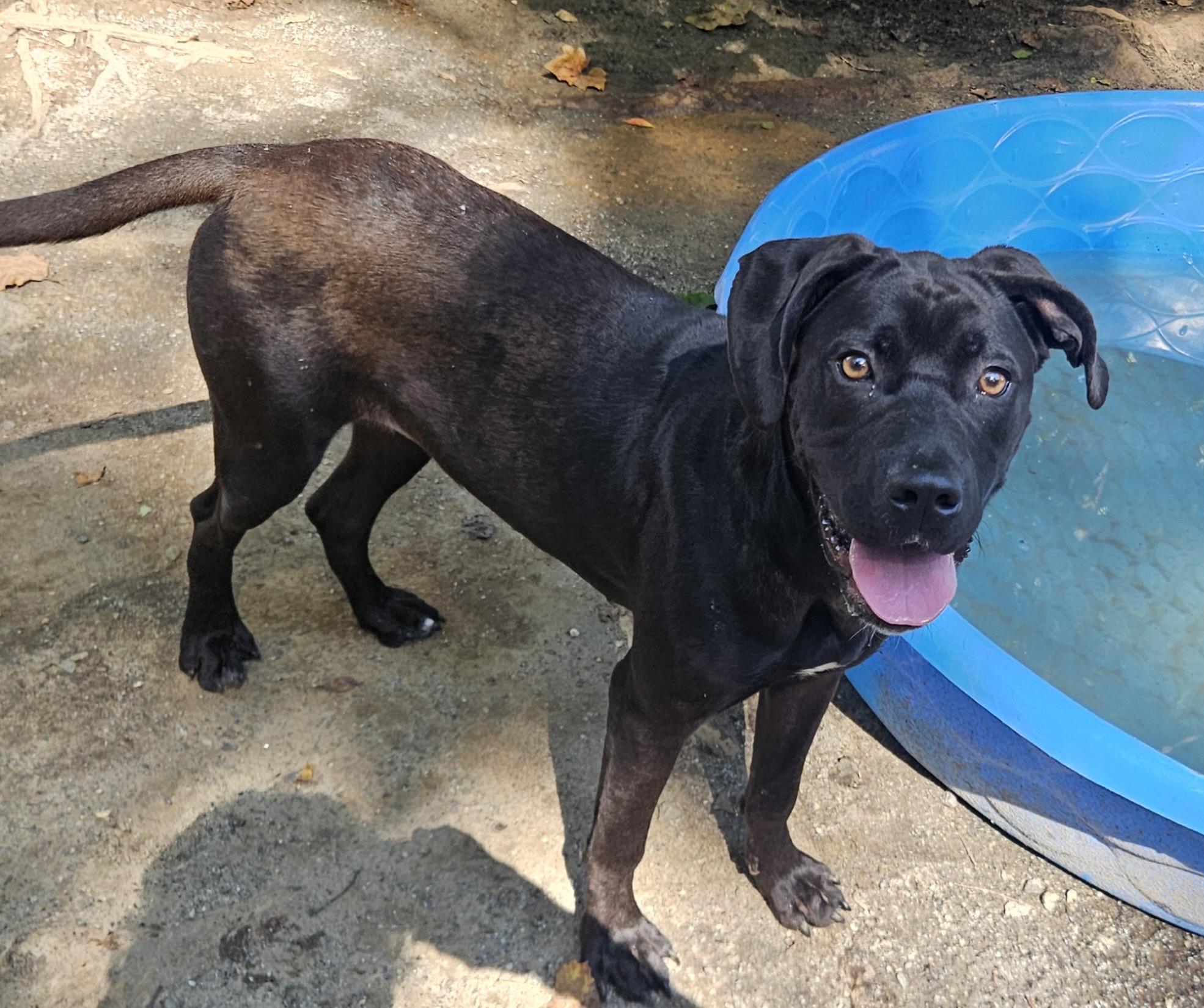 Enlarge RINA, a ADOPTABLE mixed breed in Heathsville, VA image 2/4