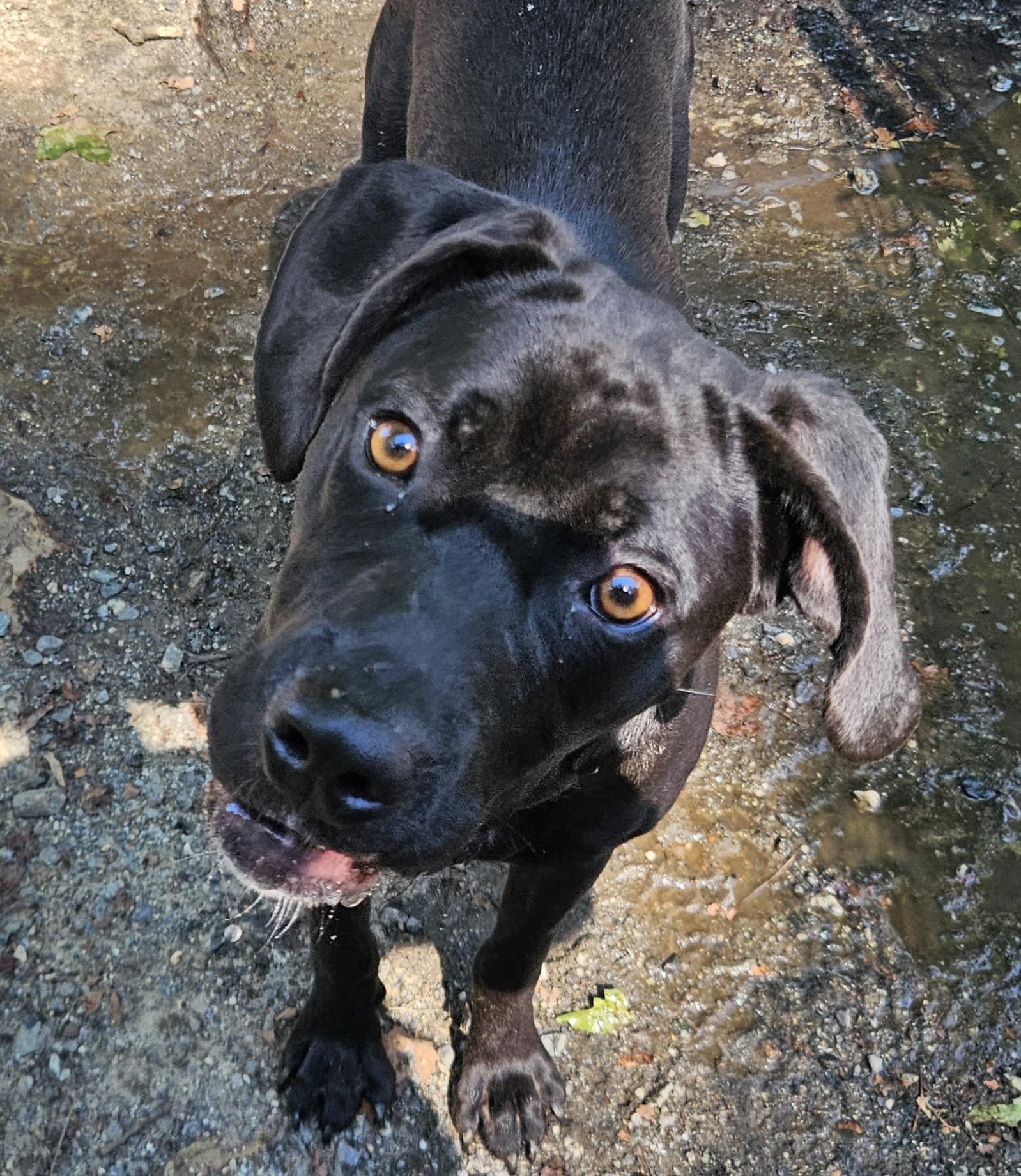 RINA, ADOPTABLE, Young Female Black Labrador Retriever & Cane Corso.