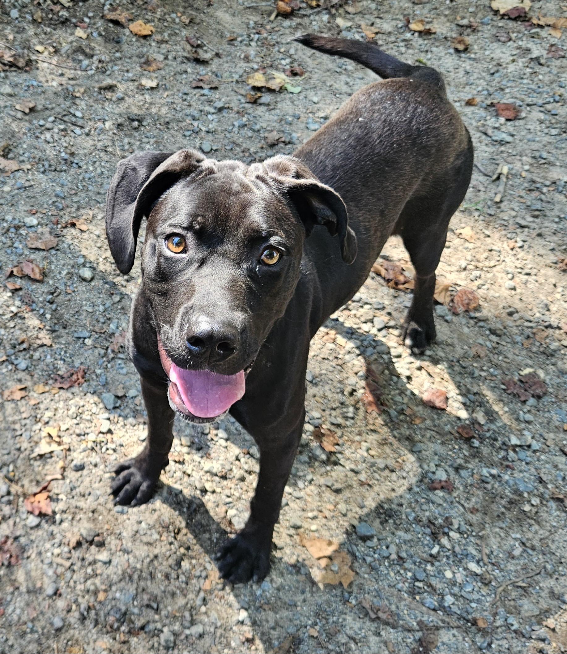 Enlarge RINA, a ADOPTABLE mixed breed in Heathsville, VA image 4/4