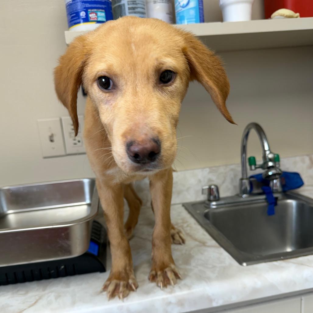 TUSC-Stray-83577 — thumbnail 2