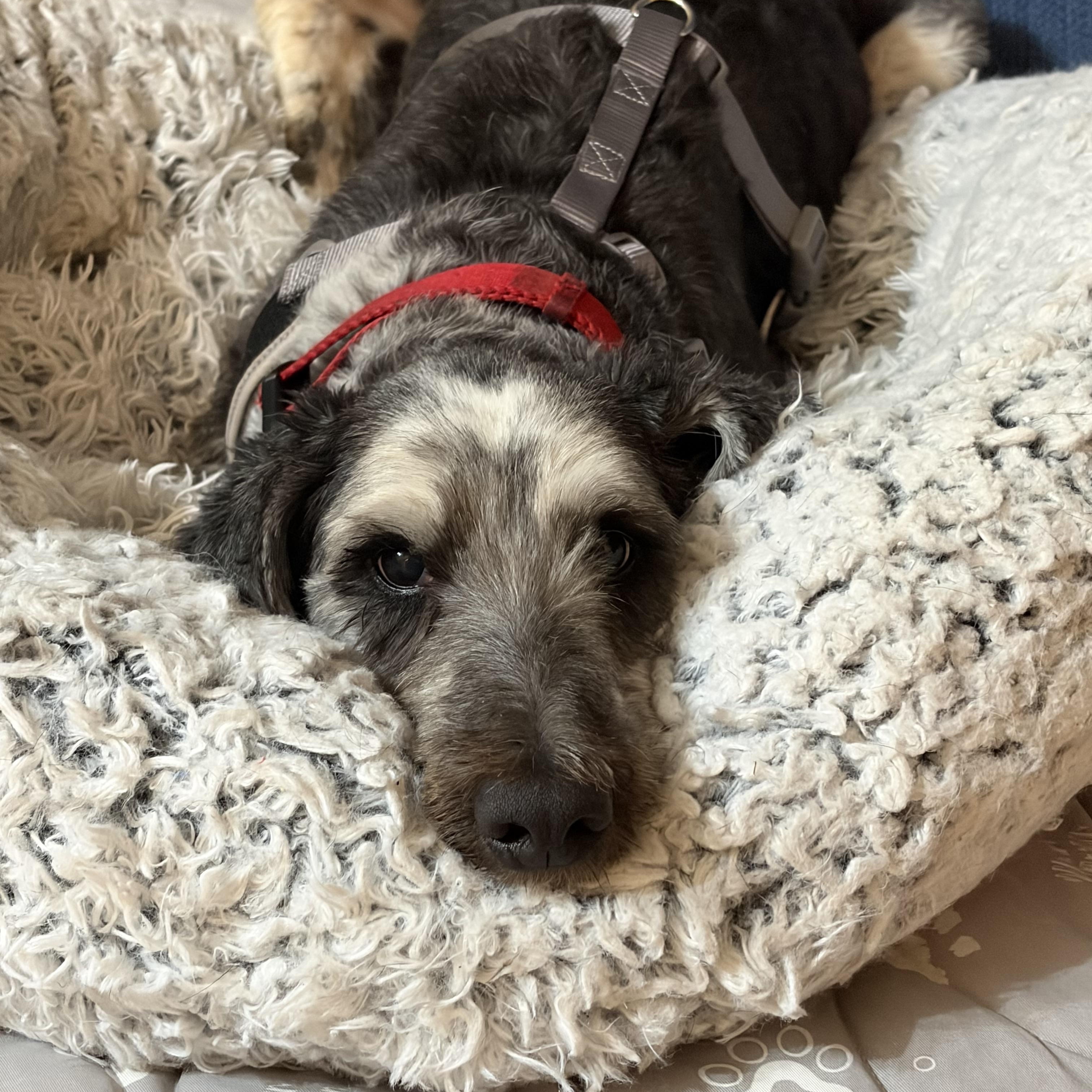 Gaston, adopted, Young Male Goldendoodle.