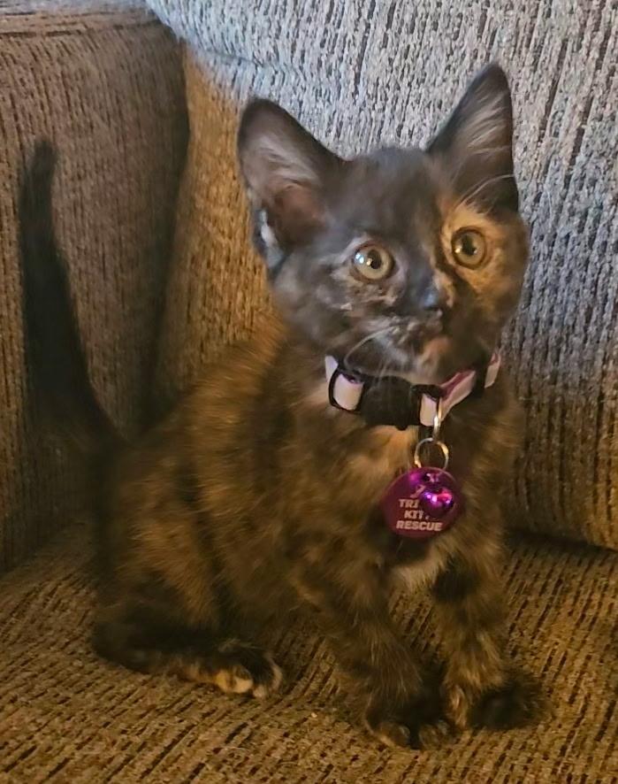 Brenda, adopted, Kitten Female Tortoiseshell & Extra-Toes Cat / Hemingway Polydactyl.