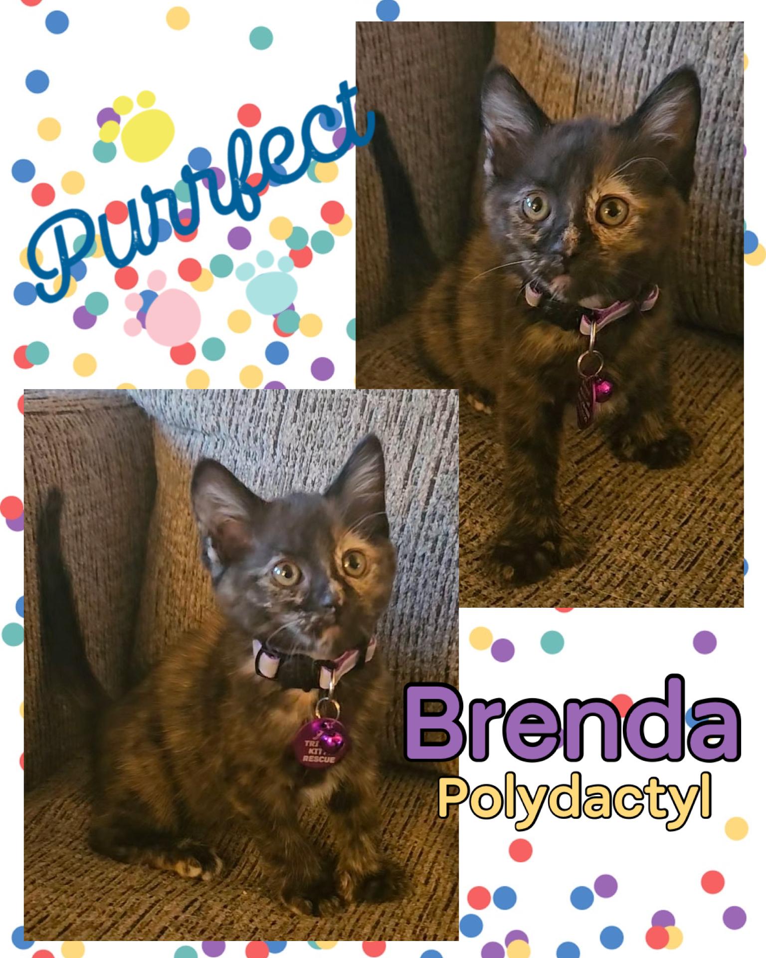 Brenda, an adopted mixed breed in Pasco, WA image 2/3