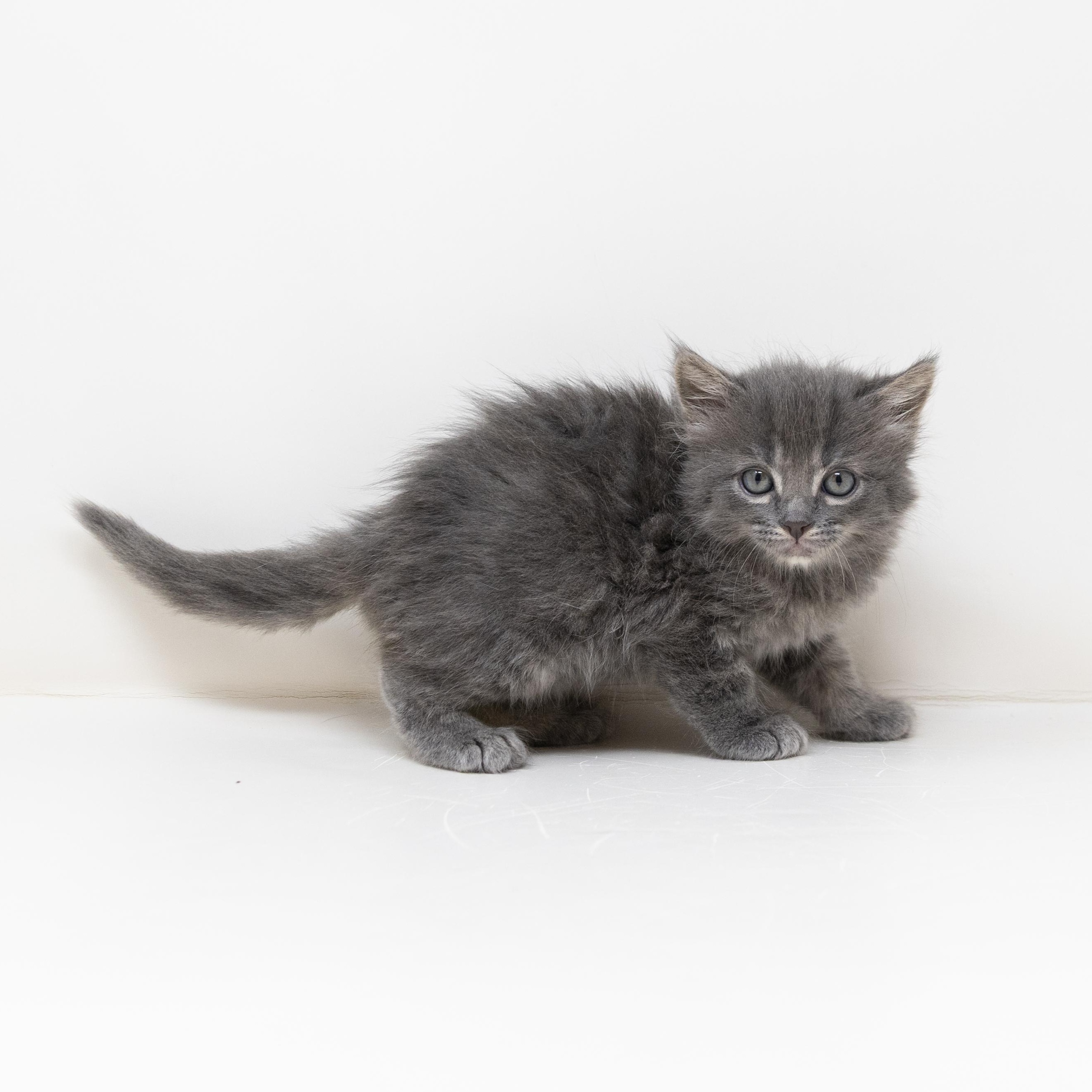 Enlarge Raphael, an adopted Tabby in Trophy Club, TX image 2/6