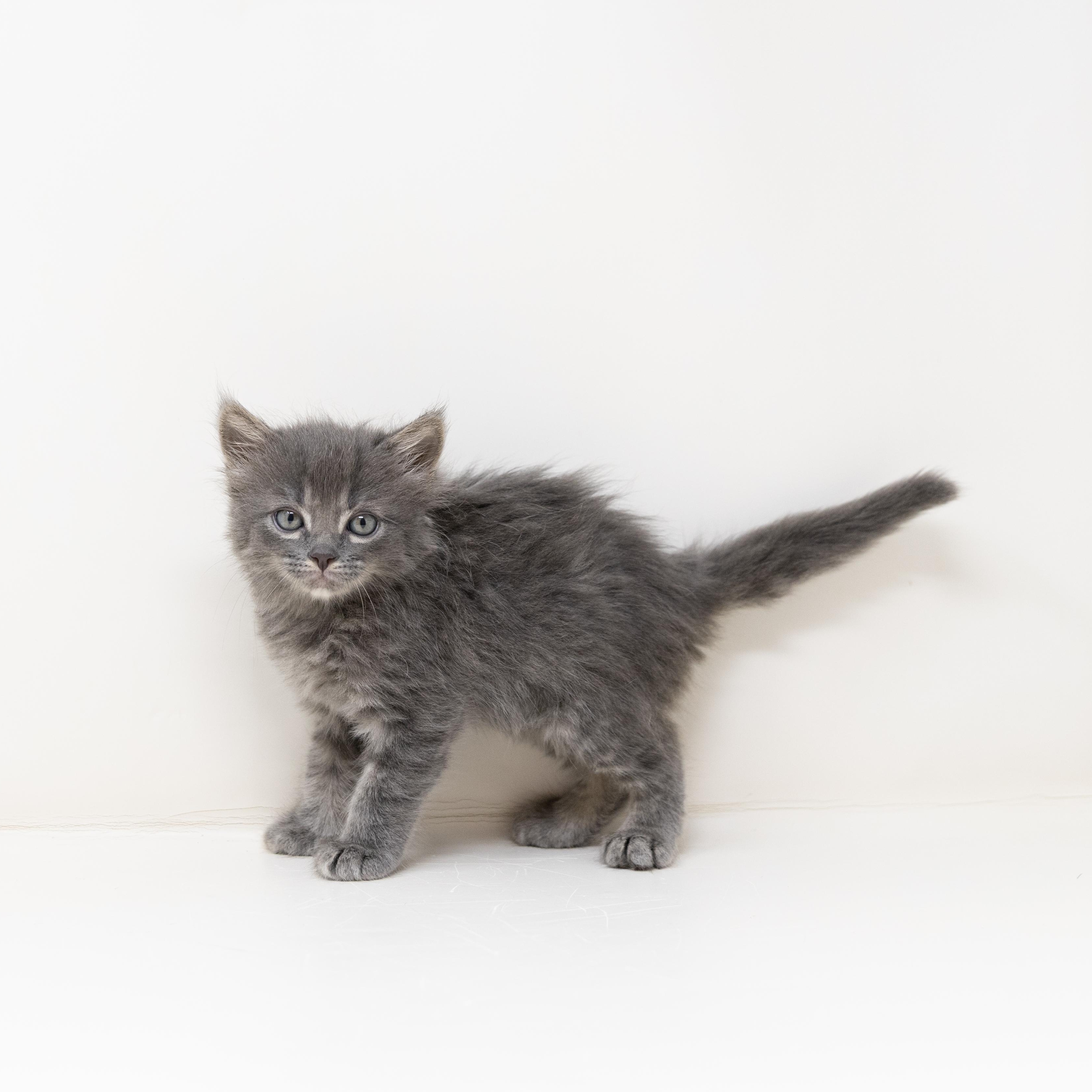 Enlarge Raphael, an adopted Tabby in Trophy Club, TX image 3/6