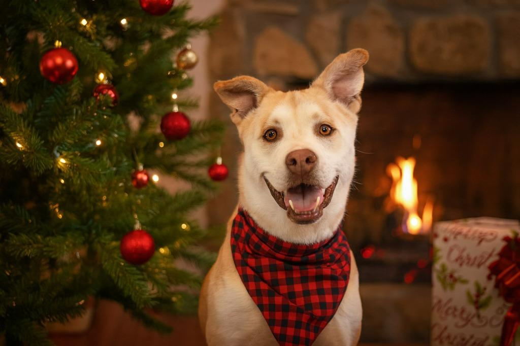 Honey, a Adoptable mixed breed in Columbia, TN image 1/6
