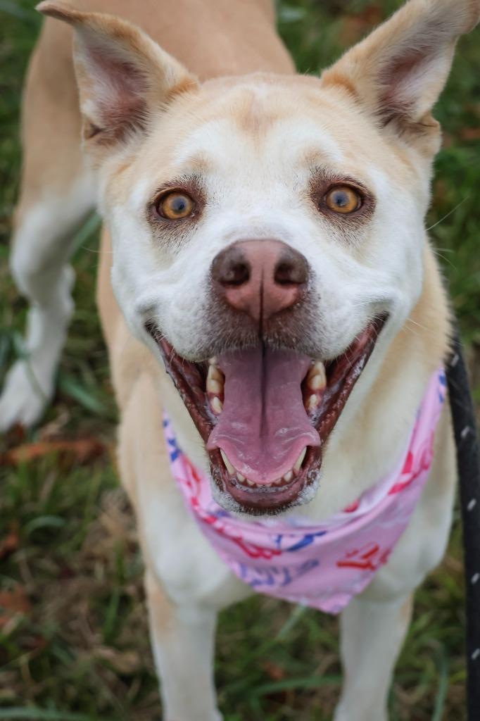Honey, a Adoptable mixed breed in Columbia, TN image 2/6