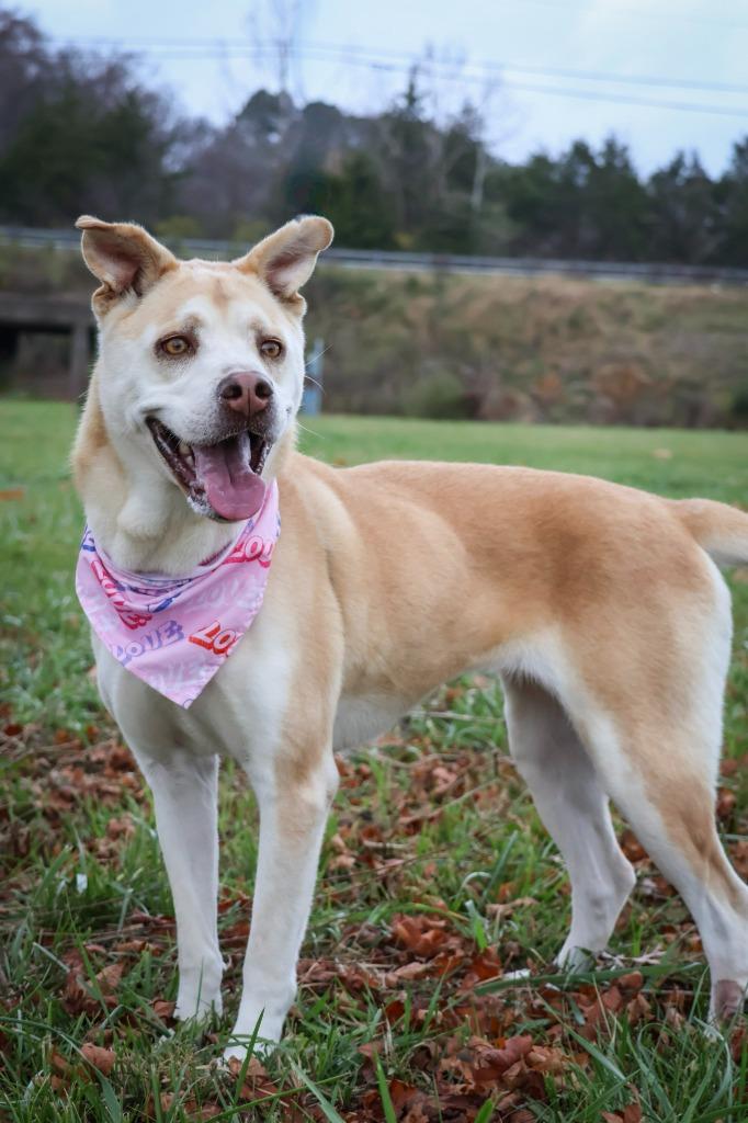 Honey, a Adoptable mixed breed in Columbia, TN image 4/6