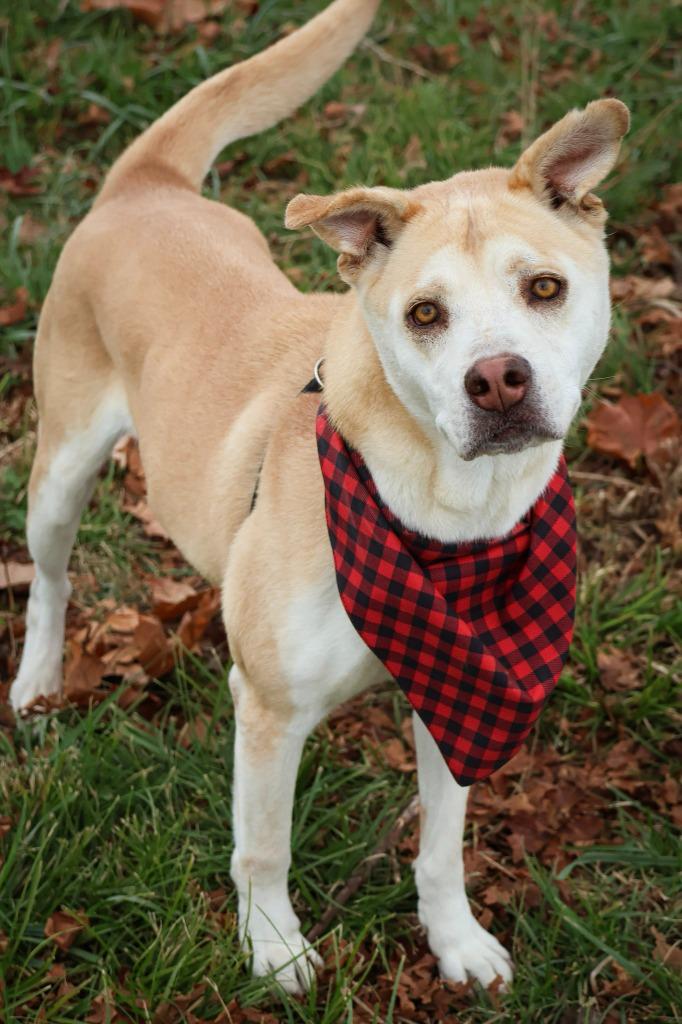 Honey, a Adoptable mixed breed in Columbia, TN image 5/6