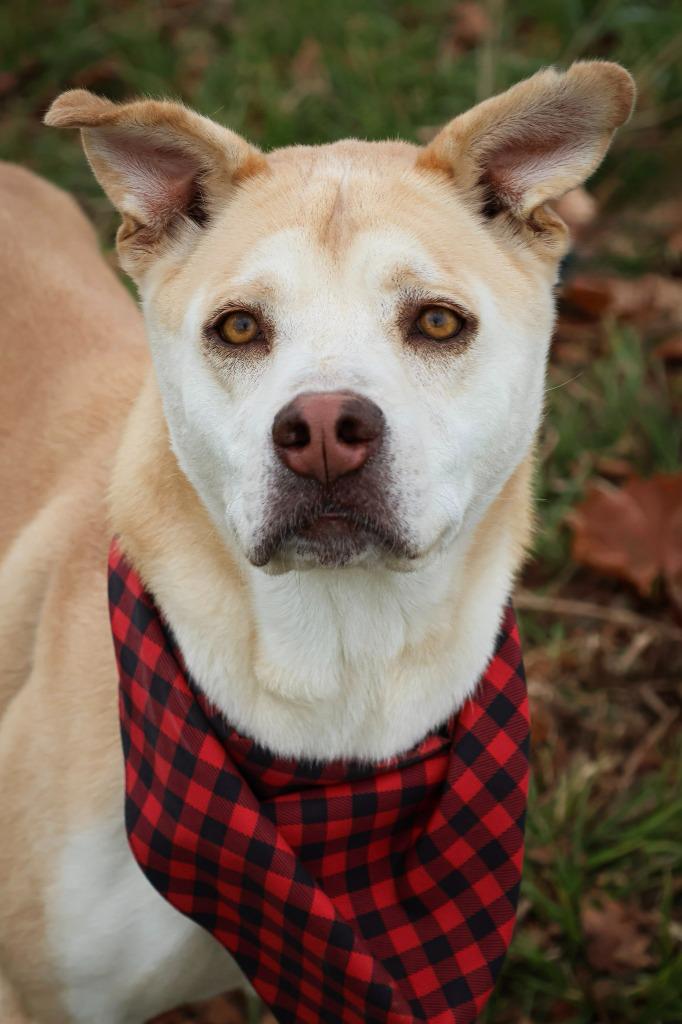 Honey, a Adoptable mixed breed in Columbia, TN image 6/6