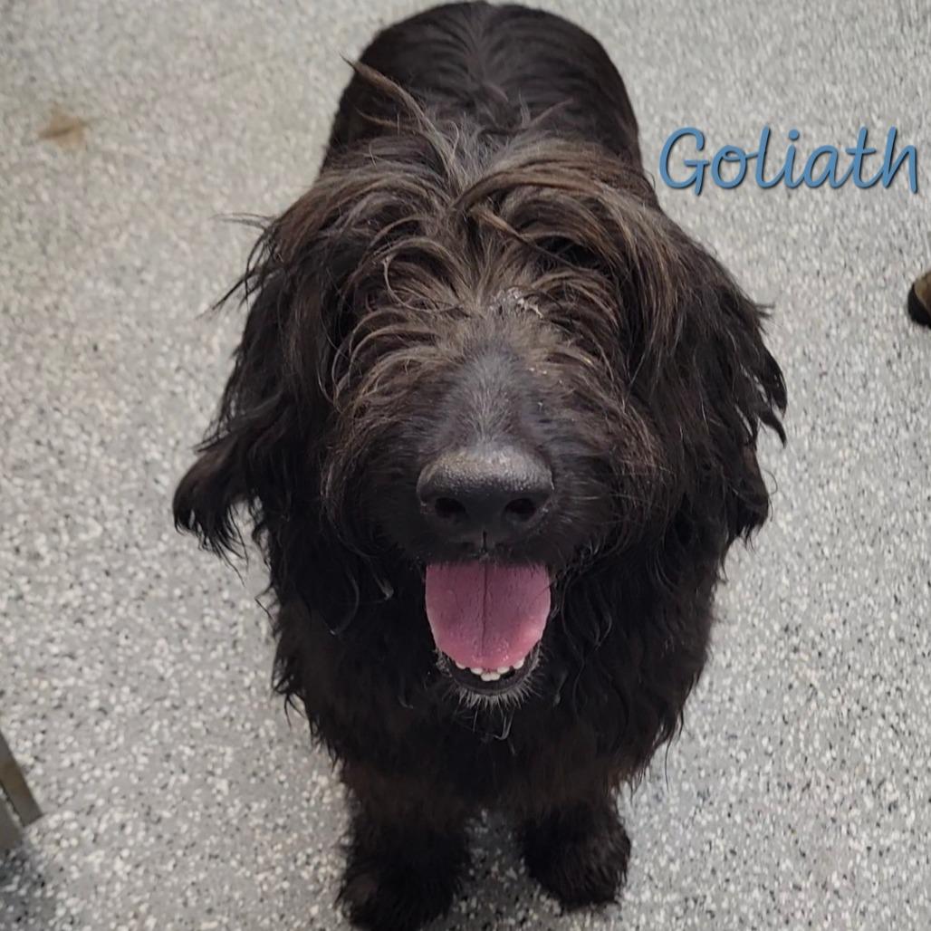 Enlarge Goliath, a Adoptable mixed breed in Parkersburg, WV image 2/2