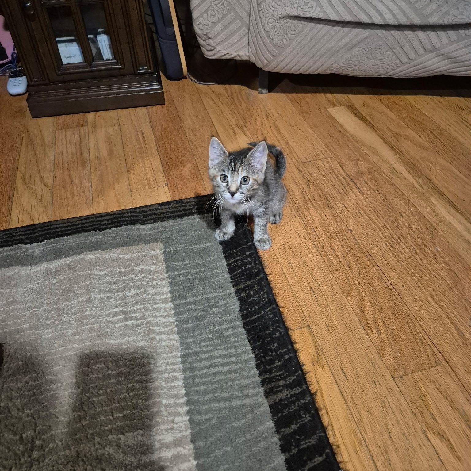 Enlarge Calypso, an adopted mixed breed in Tracy, CA image 1/2