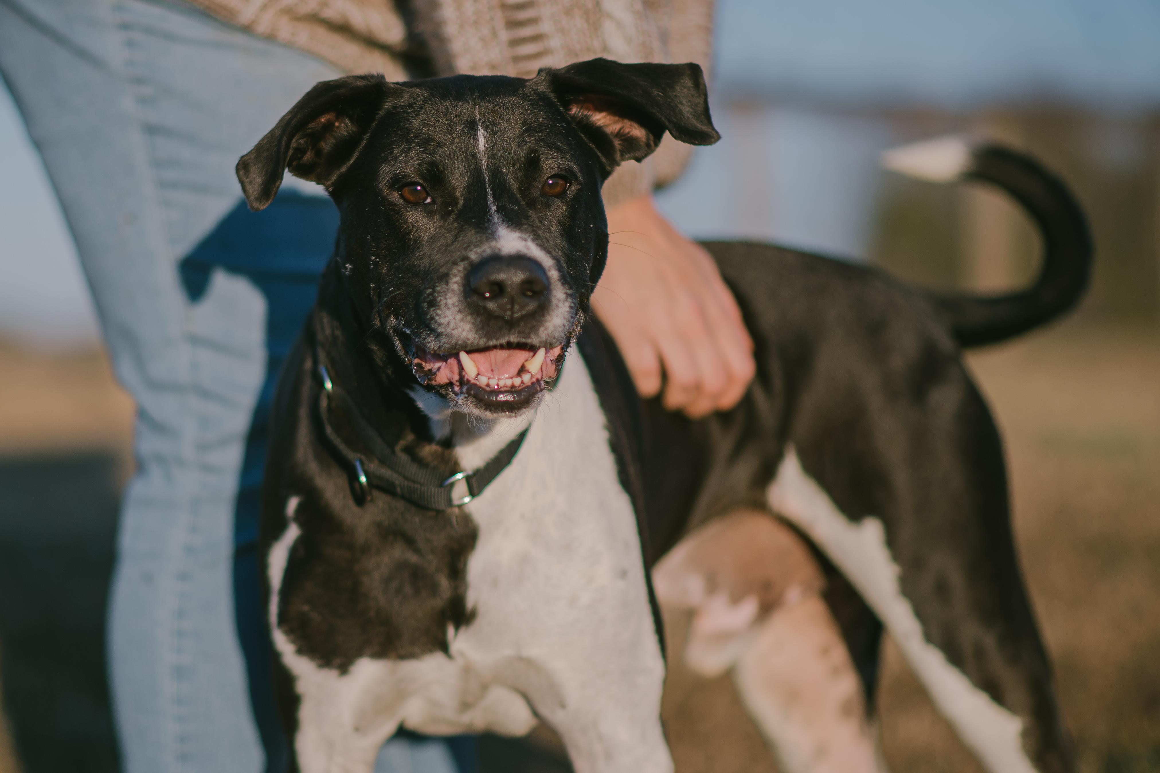 Rambo, Adoptable, Adult Male Mixed Breed.