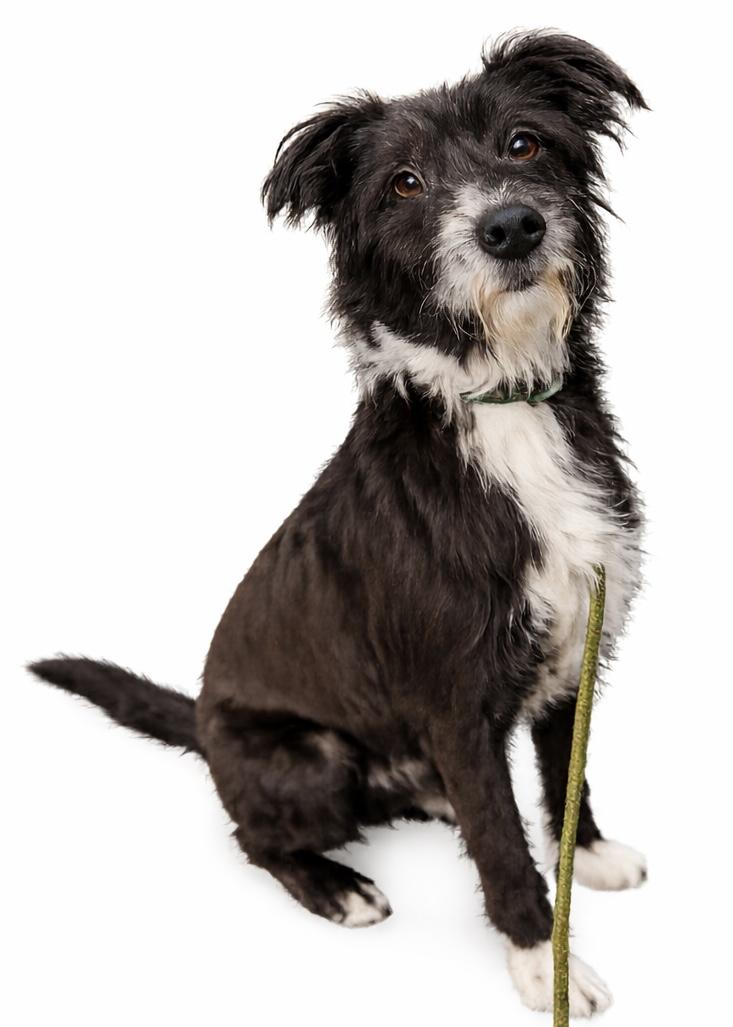 Enlarge Lilo , an adopted mixed breed in Carver, MA image 1/1