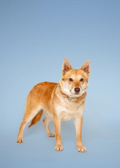 Enlarge Twitter, a Adoptable mixed breed in Sevierville, TN image 1/3