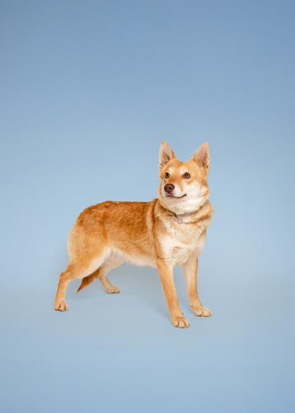 Enlarge Twitter, a Adoptable mixed breed in Sevierville, TN image 2/3