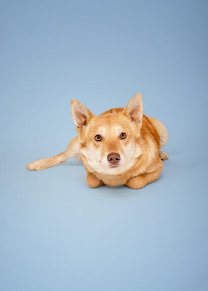 Enlarge Twitter, a Adoptable mixed breed in Sevierville, TN image 3/3