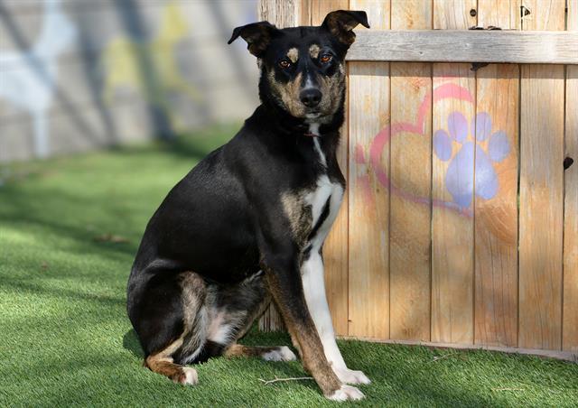 Enlarge SMORES, a Adoptable mixed breed in West Valley City, UT image 1/1