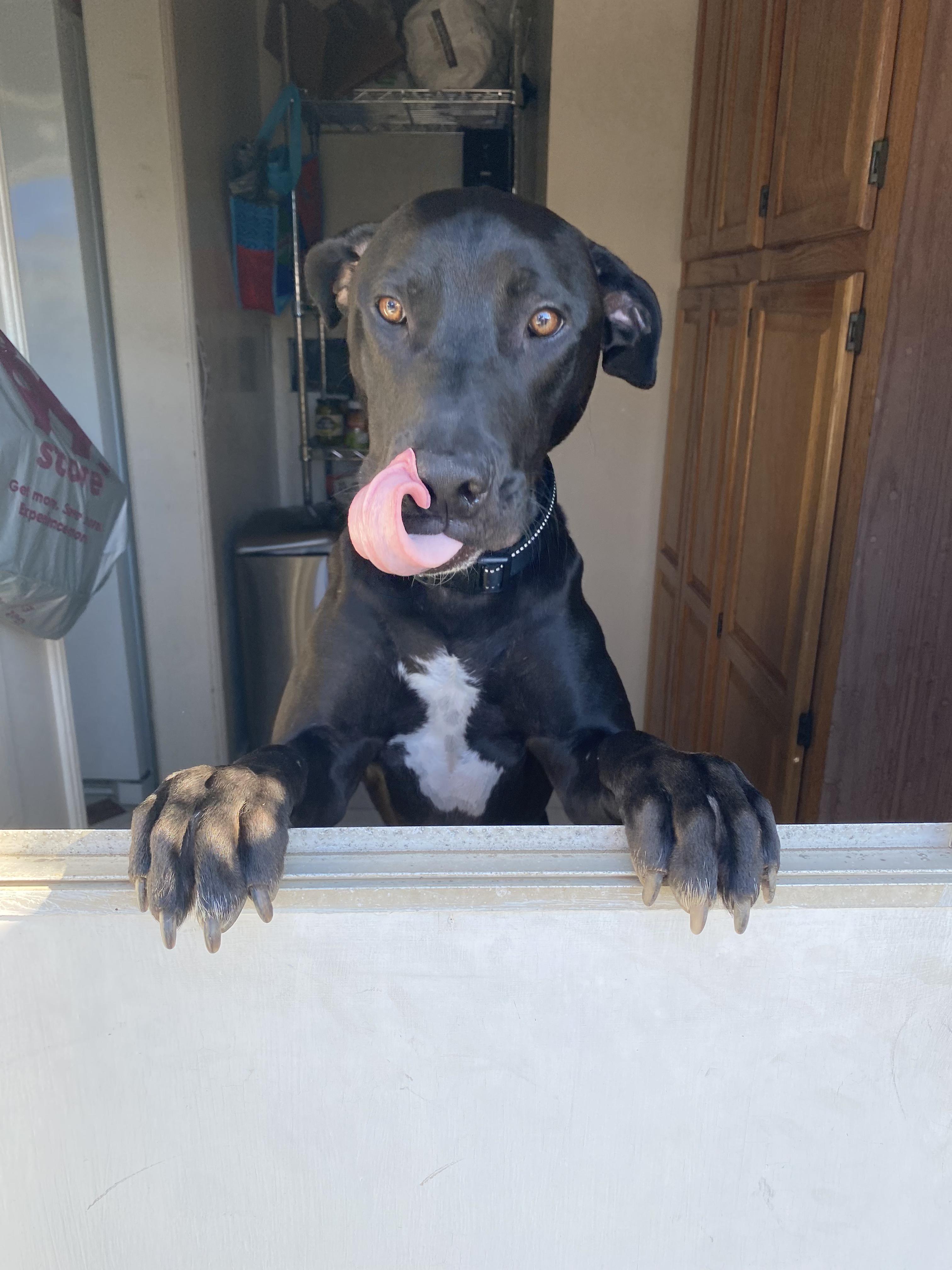 Merlin, Adoptable, Adult Male Doberman Pinscher & Black Labrador Retriever.