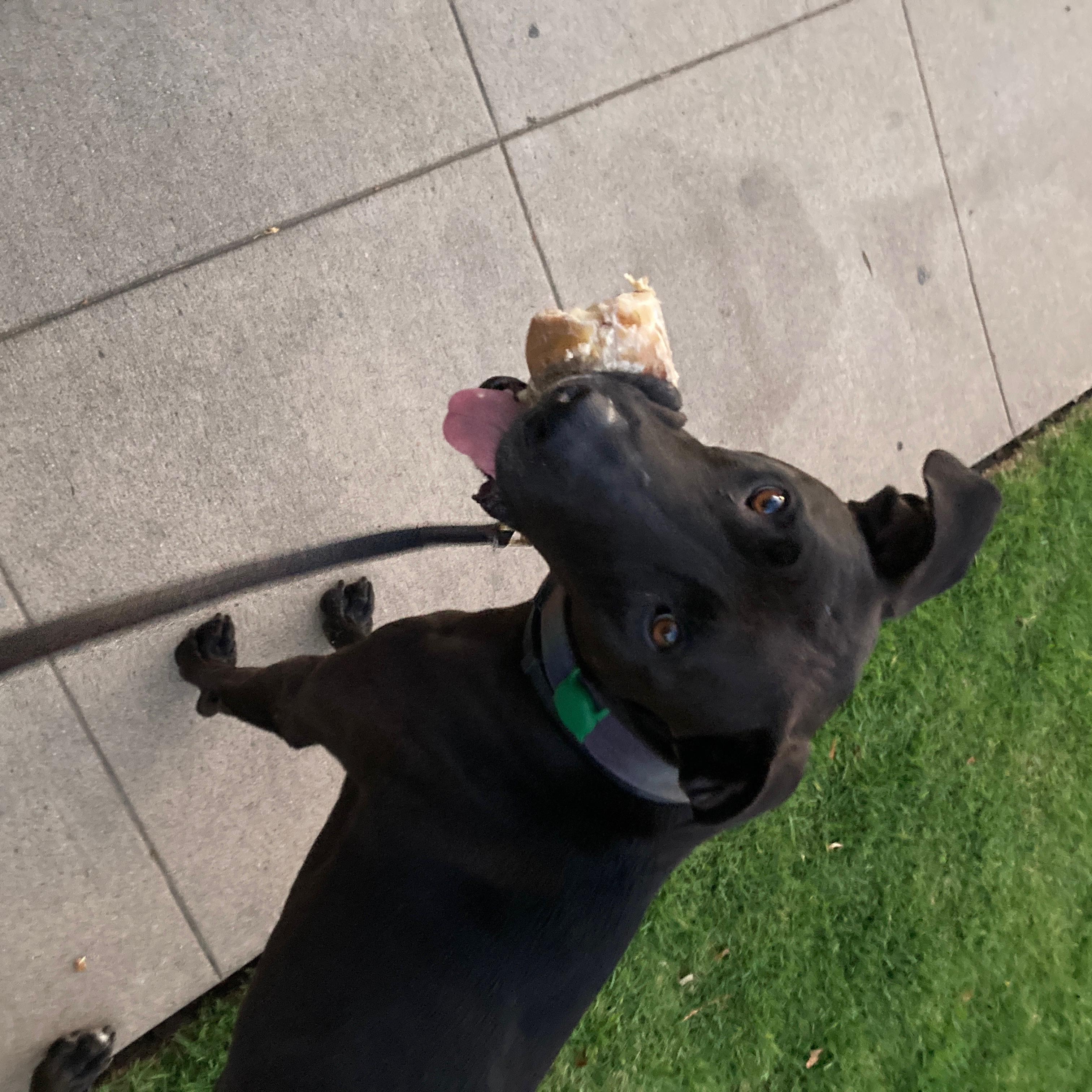 Enlarge Merlin, a Adoptable mixed breed in Santa Monica, CA image 3/4