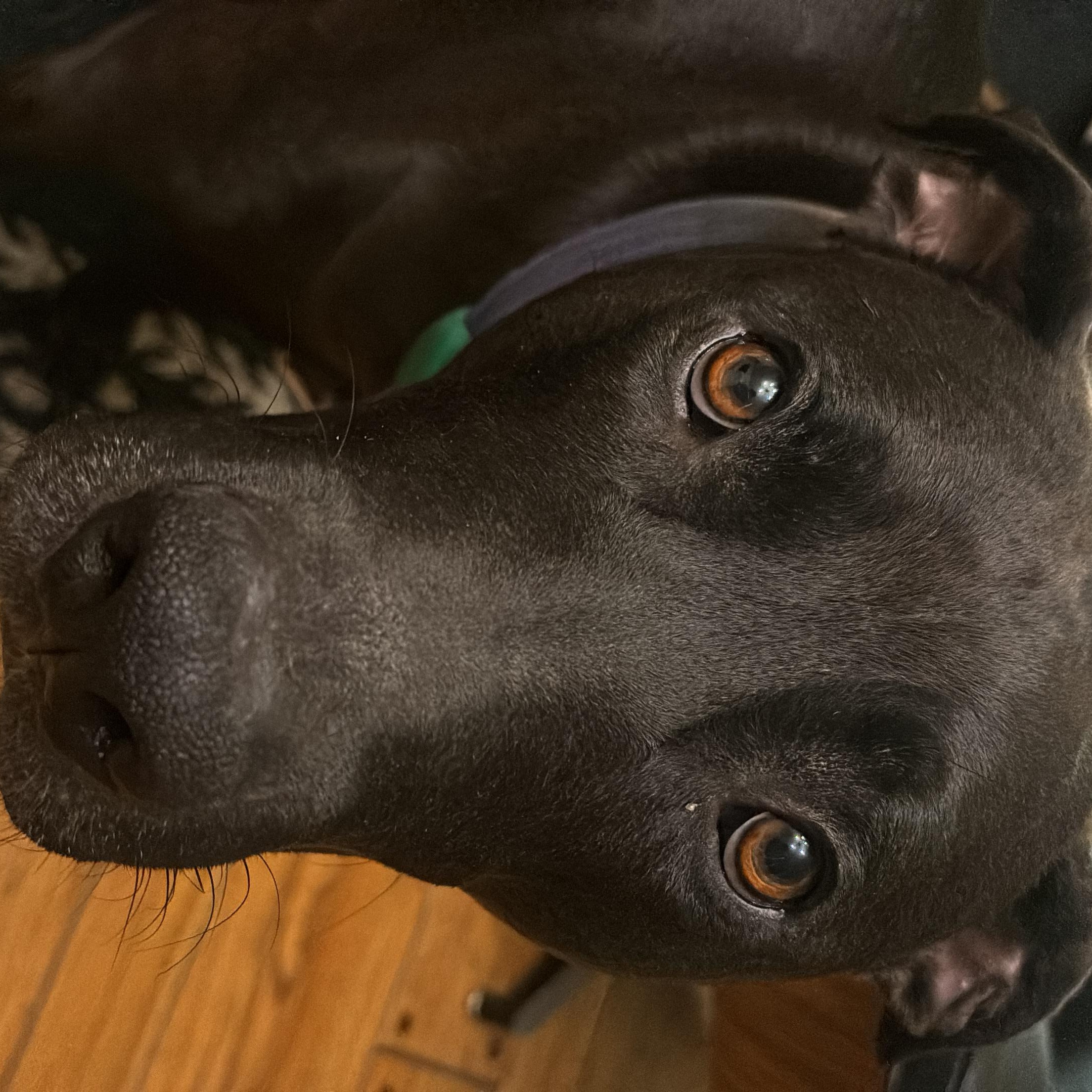 Enlarge Merlin, a Adoptable mixed breed in Santa Monica, CA image 4/4