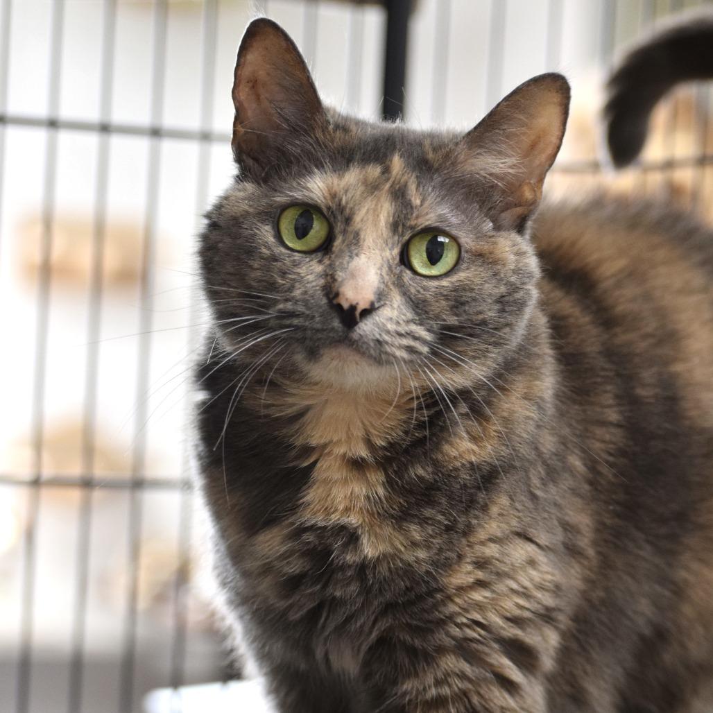 Star, Adoptable, Senior Female Domestic Short Hair & Domestic Short Hair.