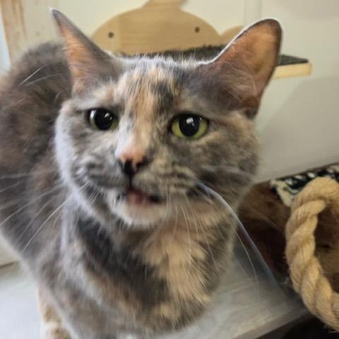 Star, a Adoptable mixed breed in La Grange, KY image 2/6