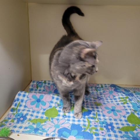 Star, a Adoptable mixed breed in La Grange, KY image 3/6