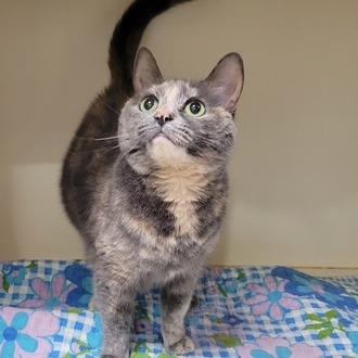 Star, a Adoptable mixed breed in La Grange, KY image 4/6