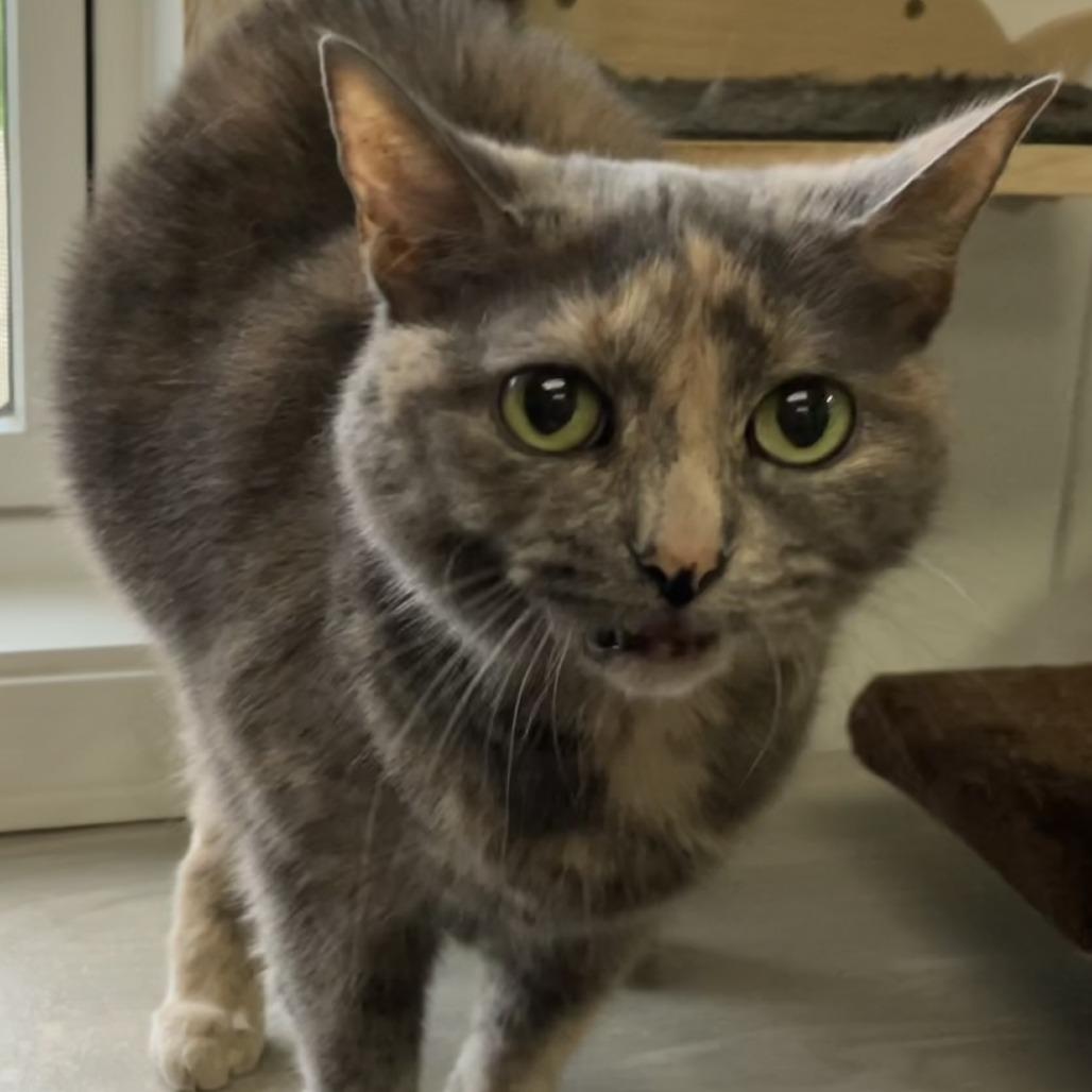 Star, a Adoptable mixed breed in La Grange, KY image 5/6