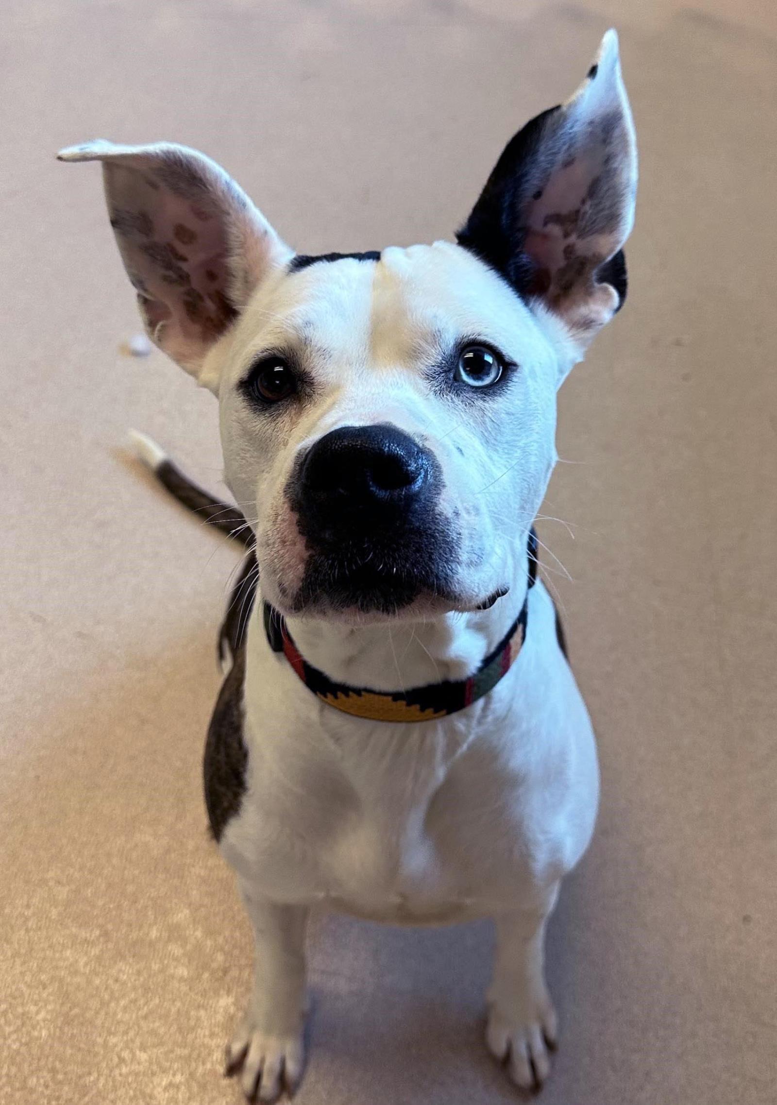 Enlarge Nyla, a Adoptable mixed breed in Plover, WI image 2/6