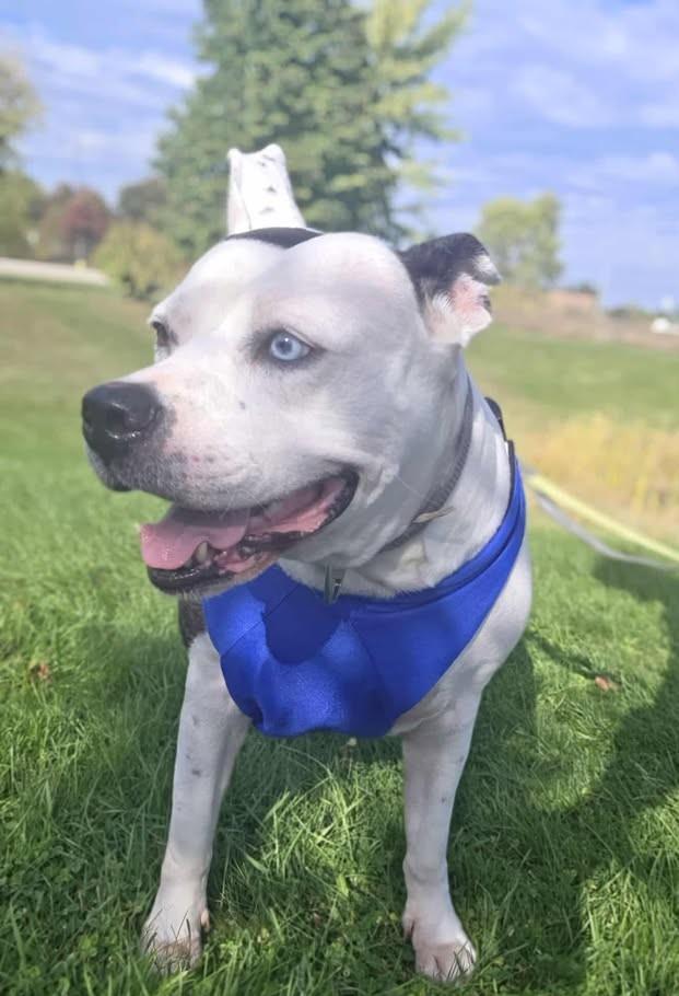 Enlarge Nyla, a Adoptable mixed breed in Plover, WI image 3/6