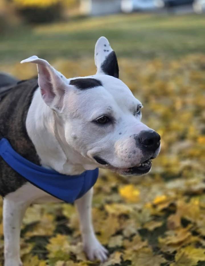 Enlarge Nyla, a Adoptable mixed breed in Plover, WI image 4/6