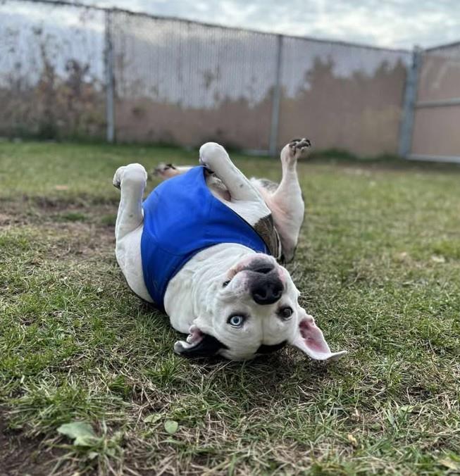 Enlarge Nyla, a Adoptable mixed breed in Plover, WI image 5/6