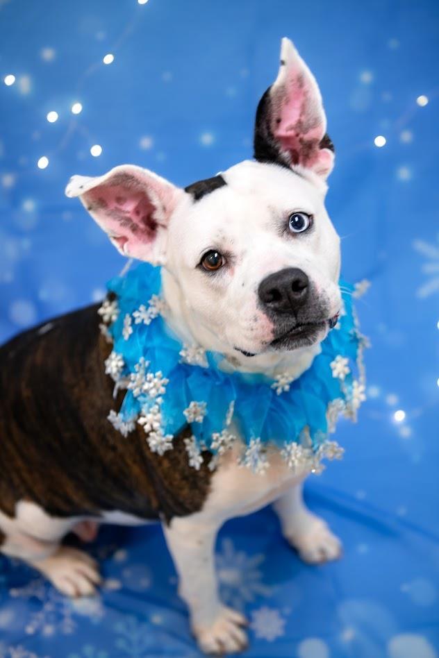 Enlarge Nyla, a Adoptable mixed breed in Plover, WI image 6/6